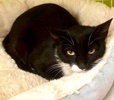 [picture of Princess Penny, a Domestic Short Hair black/white cat]