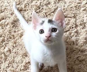 [picture of Winnie, a Turkish Van Mix white/calico pt cat]