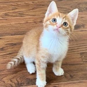 [picture of Amber, a Domestic Medium Hair orange/white\ cat] 