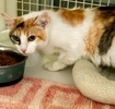 A picture of #ET03938: Clover a Domestic Short Hair calico