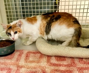 [picture of Clover, a Domestic Short Hair calico cat]