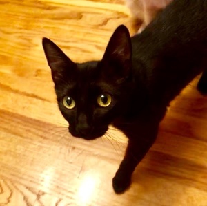 [picture of Mist, a Domestic Short Hair black cat]
