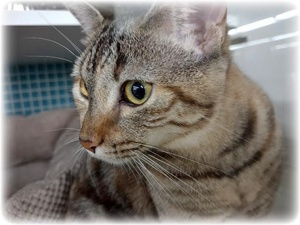 [another picture of Charlie, a Domestic Short Hair gray tabby\ cat] 