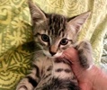 [picture of Charlie, a Domestic Short Hair gray tabby cat]