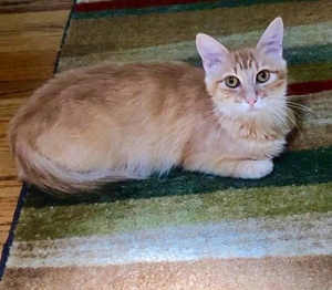 [another picture of Dutchess, a Ragdoll Mix orange\ cat] 