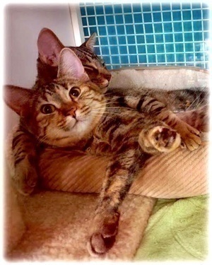 [another picture of Bella Lu, a Domestic Short Hair tortie/tabby\ cat] 