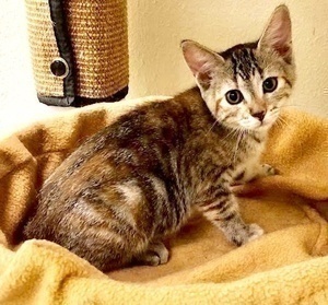 [picture of Bella Lu, a Domestic Short Hair tortie/tabby cat]