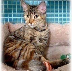 [picture of Bella Lu, a Domestic Short Hair tortie/tabby\ cat] 