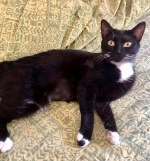 [another picture of Poppyseed, a Domestic Short Hair black/white\ cat] 