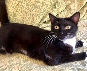 [picture of Poppyseed, a Domestic Short Hair black/white\ cat] 