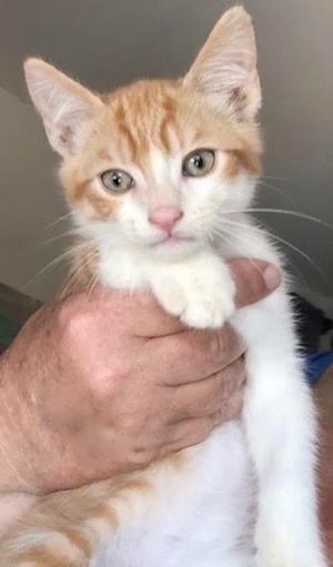[picture of Cherry Garcia, a Domestic Short Hair orange/white cat]