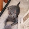 A picture of #ET03963: Meteor a Domestic Short Hair blue
