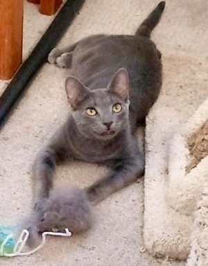 [another picture of Meteor, a Domestic Short Hair blue\ cat] 