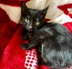 [picture of Galactica, a Domestic Short Hair black cat]