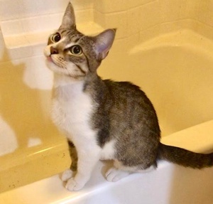 [picture of Hawaii, a Domestic Short Hair brown tabby/white cat]