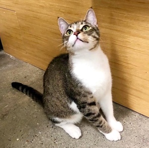 [picture of Hawaii, a Domestic Short Hair brown tabby/white\ cat] 