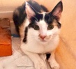 [picture of Carmen Pepper, a Domestic Short Hair calico cat]