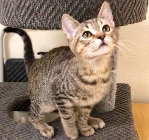 [picture of Oskar, a Domestic Short Hair gray tabby\ cat] 