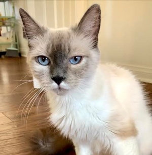 [picture of Simone, a Ragdoll Mix blue point\ cat] 
