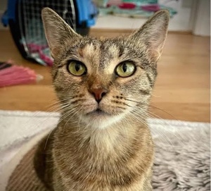 [picture of Sienna, a Domestic Short Hair tabby/tortie\ cat] 