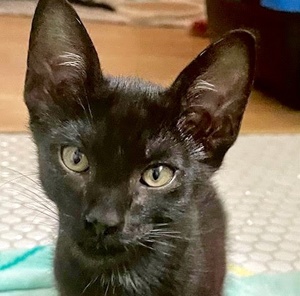 [picture of Luno, a Domestic Short Hair black\ cat] 