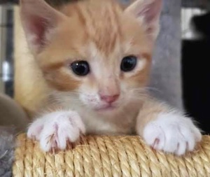 [picture of Leo Lee, a Domestic Short Hair orange/white cat]