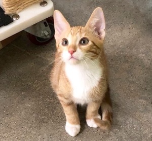 [picture of Leo Lee, a Domestic Short Hair orange/white\ cat] 