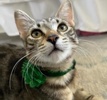 A picture of #ET04020: Sola a Domestic Short Hair black/gray tabby