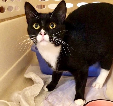 [picture of Corla, a Domestic Short Hair black/white\ cat] 