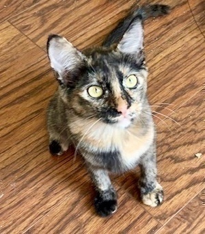 [another picture of Marie, a Domestic Short Hair tortie\ cat] 