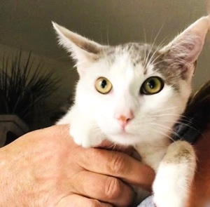 [picture of Secta, a Turkish Van Mix white/silver\ cat] 