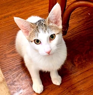[picture of Sincola, a Manx white/brown cat]
