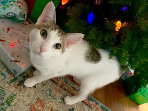 [picture of Sincola, a Manx white/brown\ cat] 
