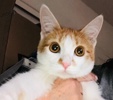 [picture of Dennis Hopper, a Domestic Medium Hair white/orange cat]