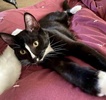 [picture of Eric, a Domestic Short Hair black/white cat]