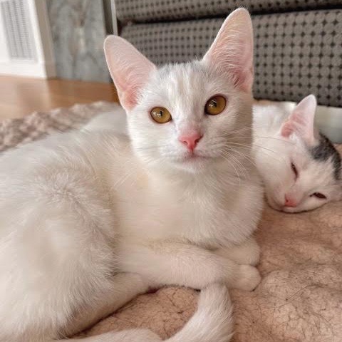 [picture of Minnie, a Turkish Van Mix white/gray\ cat] 
