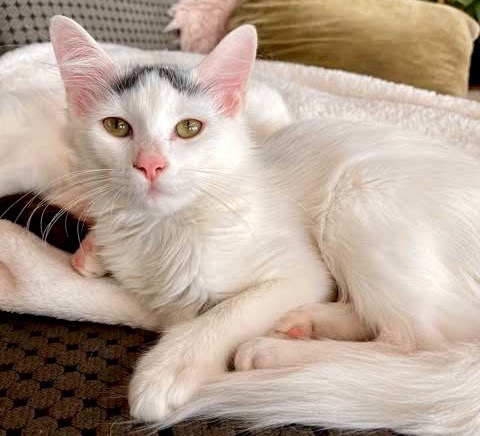 [picture of Olaf, a Turkish Angora white/gray\ cat] 