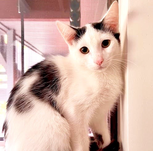[picture of Sven, a Turkish Van Mix white/black\ cat] 