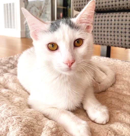 [picture of Frost, a Turkish Van Mix white/gray\ cat] 
