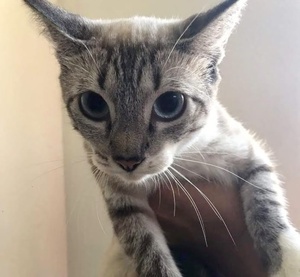 [picture of Celeste, a Siamese Mix lynxpoint\ cat] 