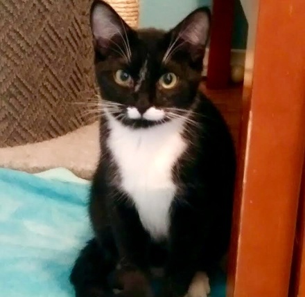[picture of Conse, a Domestic Short Hair black/white\ cat] 