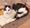 A picture of #ET04042: Isadora a Turkish Van Mix white