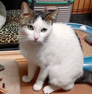 [picture of Jasmie, a Turkish Van Mix white cat]