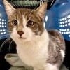 A picture of #ET04047: Chuck a Domestic Short Hair blue/white