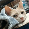 A picture of #ET04048: Lulu a Domestic Short Hair orange