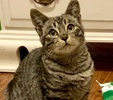 A picture of #ET04049: Rudy a Domestic Short Hair brown tabby