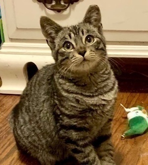 [picture of Rudy, a Domestic Short Hair brown tabby\ cat] 