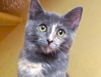 [picture of Kiara, a Russian Blue Blue tortie cat]