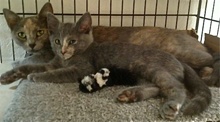 [picture of Kiara, a Russian Blue Blue tortie cat]