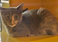 [picture of Kiara, a Russian Blue Blue tortie cat]